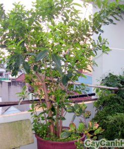 cây vối