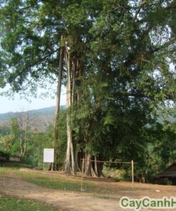 cây đa