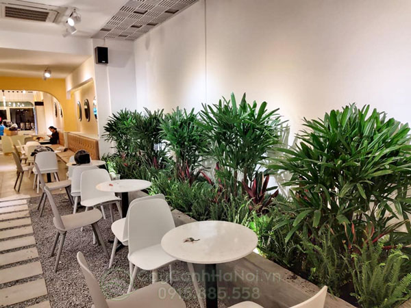 Mật cật trồng trang trí quán cà phê