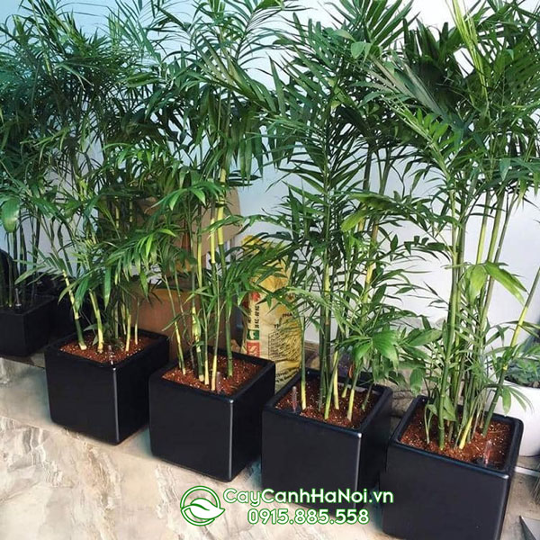 Mua cây trúc mây Hà Nội đẹp