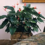 Cây Tiểu Hồng Môn