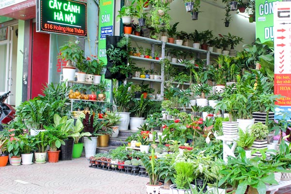Công ty Cây Cảnh Hà Nội