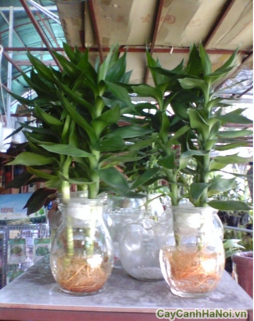 cây phát tài búp sen