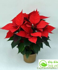 Cây Hoa Trạng Nguyên - Trang trí Noel