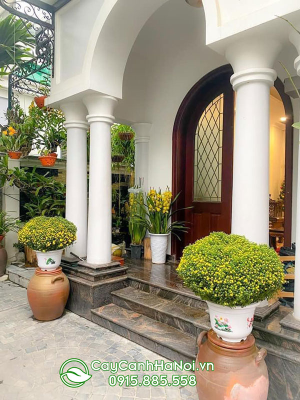 Cúc mâm xôi trang trí nhà ở