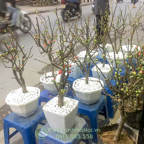 Địa chỉ bán cây hoa mai đỏ Tết tại Hà Nội