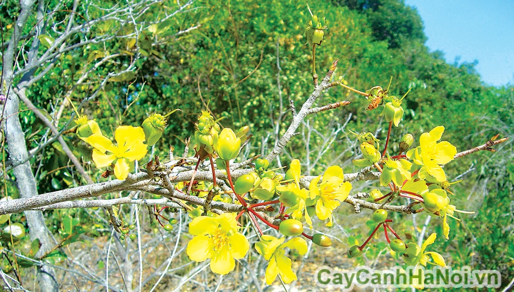 Cách trồng cây hoa mai tứ quý đúng kỹ thuật bằng phương pháp gieo hạt hiện đang được nhiều người áp dụng 
