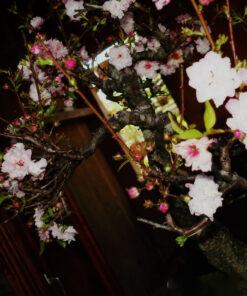 Hoa nhất chi mai trắng