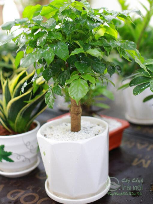 Trang trí thêm sỏi trên bề mặt chậu đảm bảo tính thẩm mỹ
