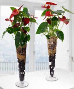 Cây Tiểu Hồng Môn thủy canh