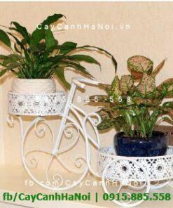 Giá xe đạp mini để cây hoa