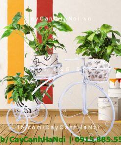 Kệ sắt xe đạp 3 chậu cây cảnh
