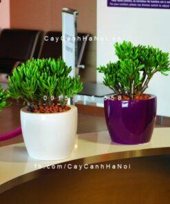 Chậu composite trồng cây cao cấp C10