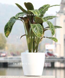 Chậu composite trồng cây cao cấp C11