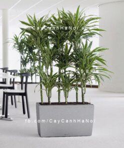 Chậu composite trồng cây cao cấp C12