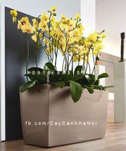 Chậu composite trồng cây cao cấp C13