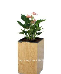 Chậu gỗ THÔNG MINH tự tưới hình vuông nhỏ | GWL - 111A