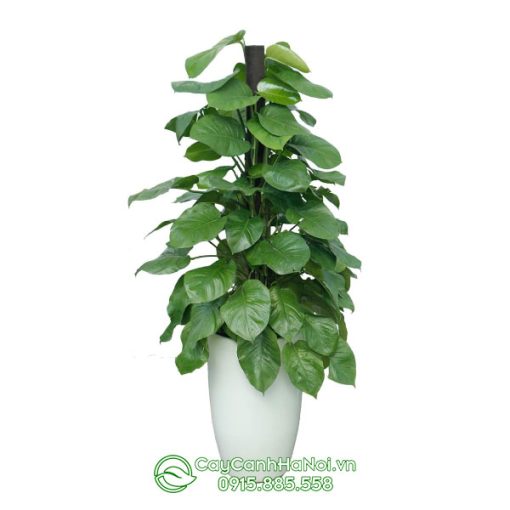Cây trầu bà xanh leo cột trồng chậu bom trắng để sàn