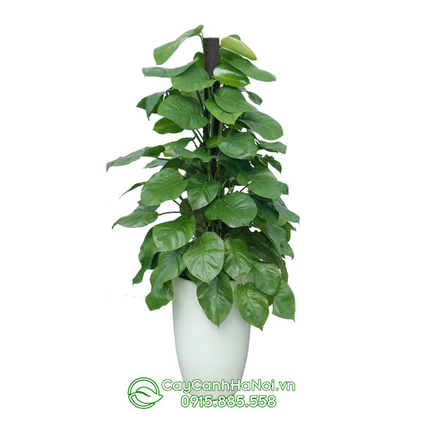 Cây trầu bà xanh leo cột trồng chậu bom trắng để sàn