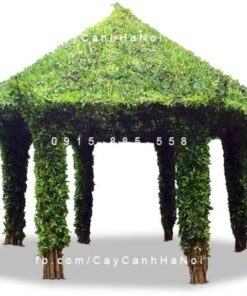 Cây gừa nghệ thuật hình chòi lục giác