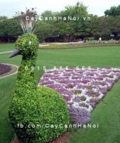 Cây gừa nghệ thuật hình con công