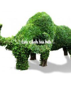 Cây gừa nghệ thuật hình con trâu