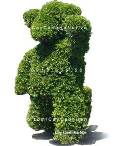 Cây gừa nghệ thuật hình chú gấu Teddy