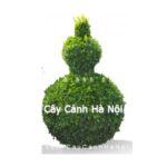 Cây gừa nghệ thuật hình bình hồ lô