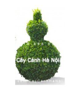 Cây gừa nghệ thuật hình bình hồ lô