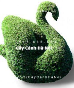 Cây gừa nghệ thuật hình thiên nga