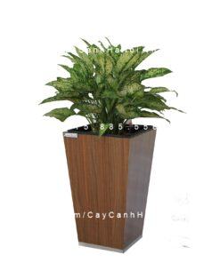 Chậu gỗ THÔNG MINH tự tưới hình vuông vát đáy nhỏ | GWL - 121A
