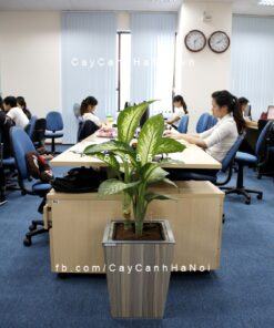 Chậu gỗ THÔNG MINH tự tưới hình vuông vát đáy trung | GWL - 121B