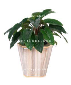 Chậu gỗ THÔNG MINH tự tưới hình lục giác trung | GWL - 322B