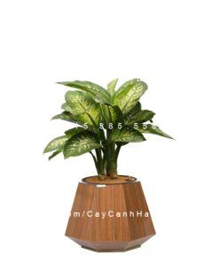 Chậu gỗ THÔNG MINH tự tưới bầu đáy trung | GWL - 434B