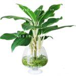 Cây cho người Tuổi Tỵ