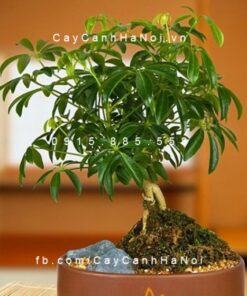 Cây Ngũ Gia Bì để bàn