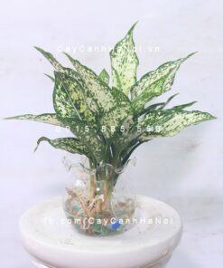 Cây Ngọc Ngân thủy canh