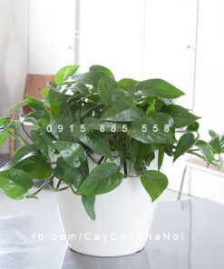 Cây Trầu Bà xanh