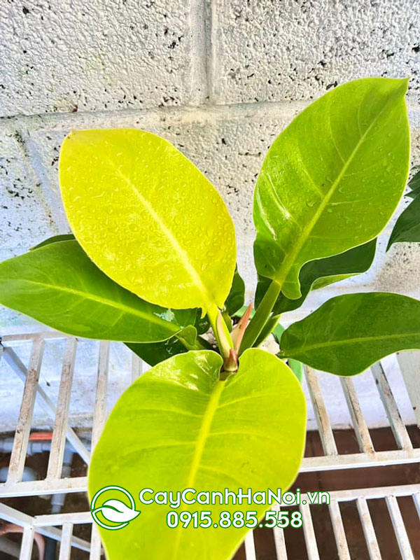 Nguồn gốc xuất xứ cây đế vương