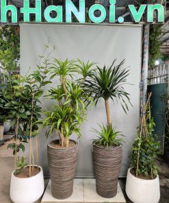 Quy trình trồng cây phát tài núi đúng kỹ thuật sẽ giúp cây đại lộc bén rễ nhanh, phát triển khỏe