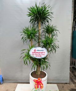 Cây đại lộc có thể tạo thế bonsai, uốn theo dáng thác đổ hoặc trực huyền