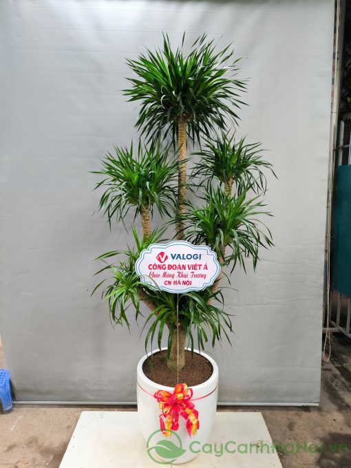 Cây đại lộc có thể tạo thế bonsai, uốn theo dáng thác đổ hoặc trực huyền