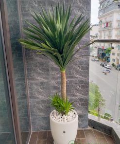 Cây phát tài núi có khả năng chịu sáng gián tiếp và hạn tốt,