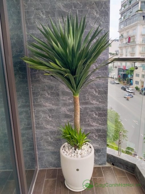 Cây phát tài núi có khả năng chịu sáng gián tiếp và hạn tốt,