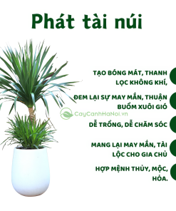 Phát tài núi là cây phong thủy được ưa chuộng