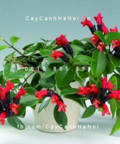 Cây Son Môi