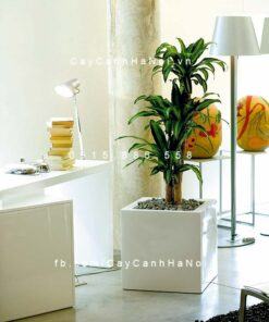 Cây Thiết Mộc Lan ghép