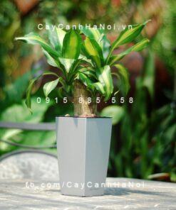 Cây Thiết Mộc Lan gốc