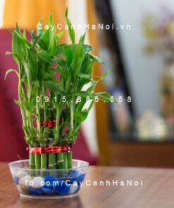 Cây Trúc Phát Lộc