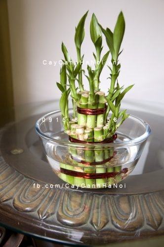 Trúc Phát Lộc